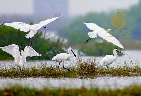 Xuan Thuy National Park: Wetland Bird Watching Day Trip from Hanoi